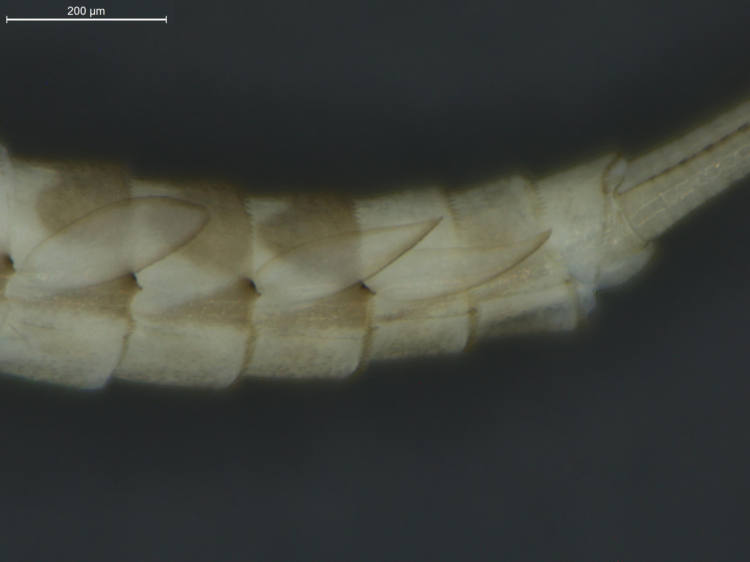 Baetis digitatus